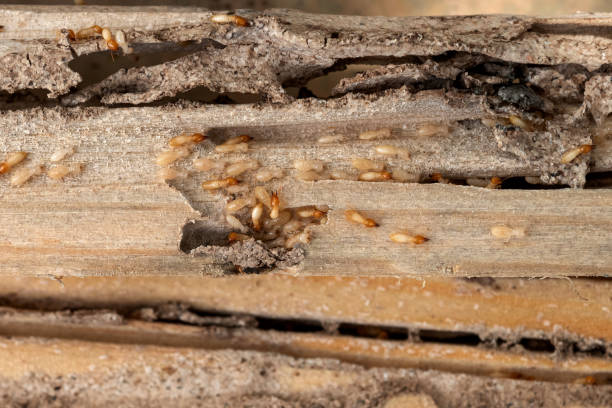 Best Flea Control Services  in Pantego, TX