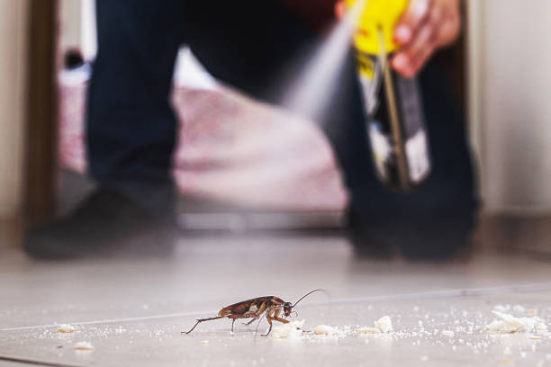 Flea Control Services in Pantego, TX